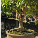 Bonsai Jabuticaba Produzindo - Produz frutos comestíveis