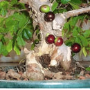 Bonsai Jabuticaba Produzindo - Produz frutos comestíveis