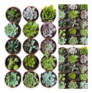 Kit 20 Mudas Suculentas Terra E Vasos Imperdivel