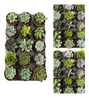 Kit 20 Mudas Suculentas Terra E Vasos Imperdivel